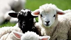 CUTE LAMB EASTER WALLPAPER EASTER LAMB BACKGROUND CUTE WALLPAPER 4 HRS