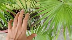 Chinese Fan Palm , best plant for beginners