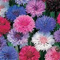 3 Inch Tall Flower Seeds