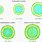 Multilamellar Vesicles