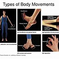 Muscle System Chart Movement