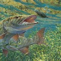 Musky Fishing Background