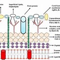 Mycobacterium Tuberculosis Cell Wall Structure