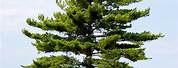 Maine State Tree Eastern White Pine