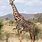 Masai Giraffe