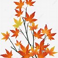 Maple Branch Vector Png