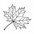 Maple Leaf Line Drawing Free SVG