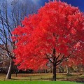 Maple Tree Fall Color Index