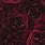 Maroon Roses Background