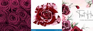 Maroon Roses White Background