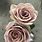 Mauve Colored Roses