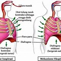 Mekanisme Pernapasan Inspirasi Dan Ekspirasi