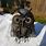 Metal Owl Art