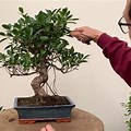 Microcarpa Ficus Bonsai Plant Care