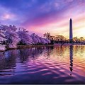 Microsoft Bing Wallpaper Today Cherry Blossoms DC