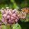 Milkweed Butterfly Garden