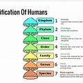 Mind Map On Classification of Things for Science