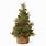 Miniature Pine Tree