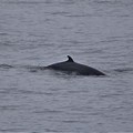 Minke Whale Dorsal Fin