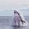 Minke Whale Feeding