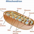 Mitochondria Structure Cellular Respiration