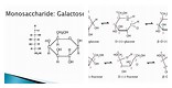 Monosaccharide Galactose Aldhyde