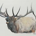 Monster Bull Elk Drawings