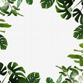 Monstera Leaves Borders Clip Art Free