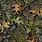 Mossy Oak Camo Patterns