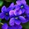 Most Beautiful Violet Flower