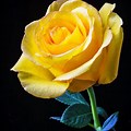 Most Beautiful Yellow Roses