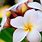 Most Popular Hawaiian Flowers