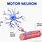 Motor Neuron Cell