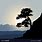 Mountain Tree Silhouette