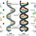 Nucleic Acid DNA