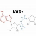 Nad Chemical Structure