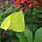 Neon Green Butterfly