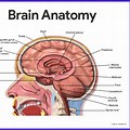 Nervous System Brain Anatomy Labeling