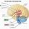 Nervous System of the Brain