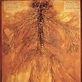 Nervous System in Human Body Real Photo