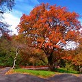 New Jersey State Tree Red Oak