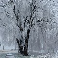 Niobe Weeping Willow Winter