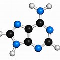 Nitrogenous Base Adenine Chemical Structure