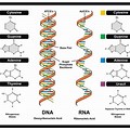 Nitrogenous Bases in DNA and RNA