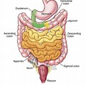 Normal Bowel Diagram