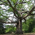 North Carolina Oak Tree