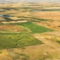 North Dakota Plains Trees