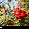 Northern Minnesota Shrub with Red Berries