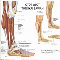 Otot Tungkai Kaki