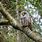 Owl On Tree Branch